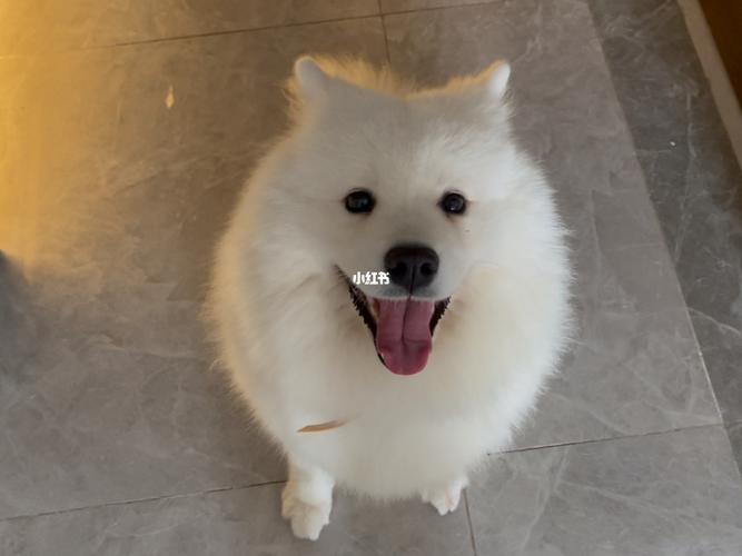 山東貨運寵物價錢多少山東貨運寵物價錢多少錢一噸