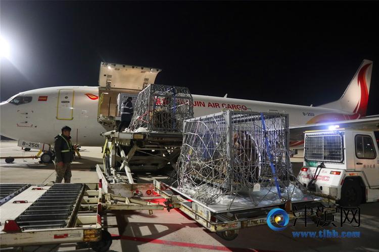 天津機(jī)場(chǎng)貨運(yùn)基礎(chǔ)設(shè)施建設(shè)天津機(jī)場(chǎng)貨運(yùn)服務(wù)